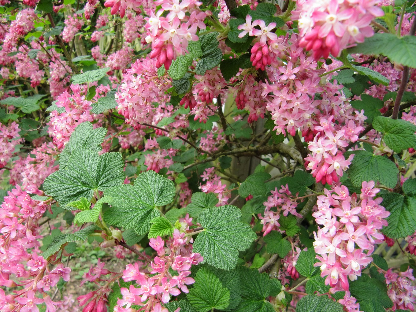 Buisson persistant fleurie