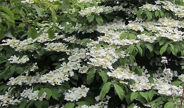 Petit arbuste a fleurs blanches