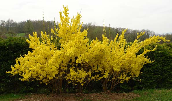 Arbuste persistant à fleurs jaunes