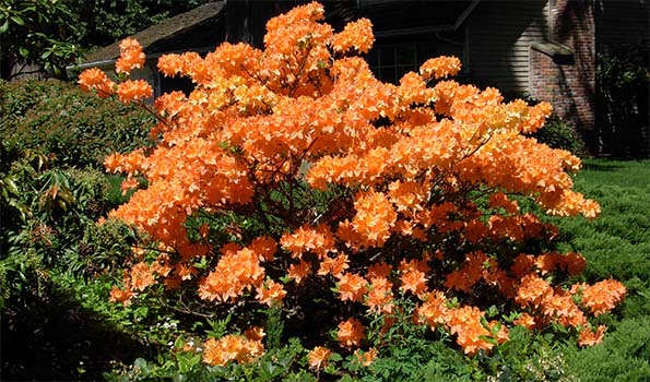 Arbuste a fleur orange