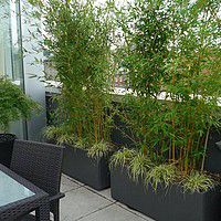 Arbustes pour balcon feuillage persistant