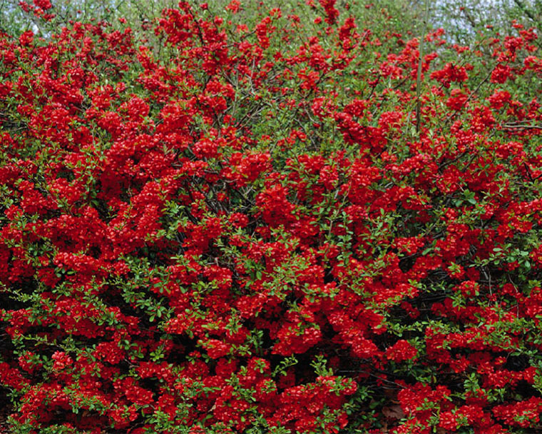 Arbuste fleur rouge hiver