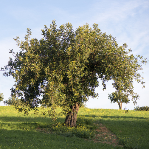 Arbre à feuille persistante