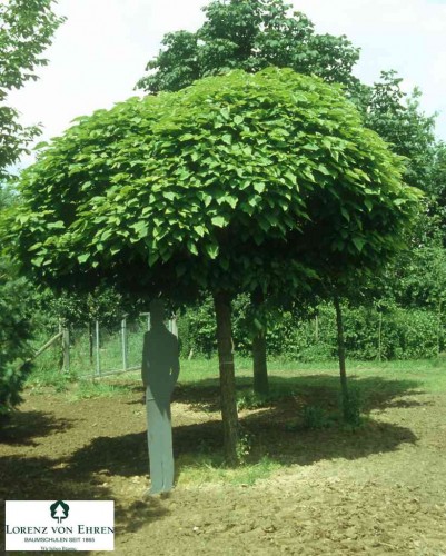 Petit arbre persistant