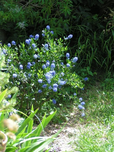Arbuste à fleurs bleues été
