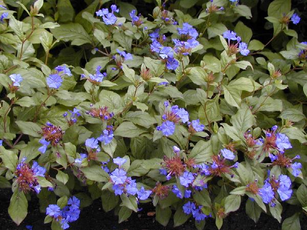 Arbuste fleurs bleues violet