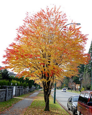 Liste arbre persistant