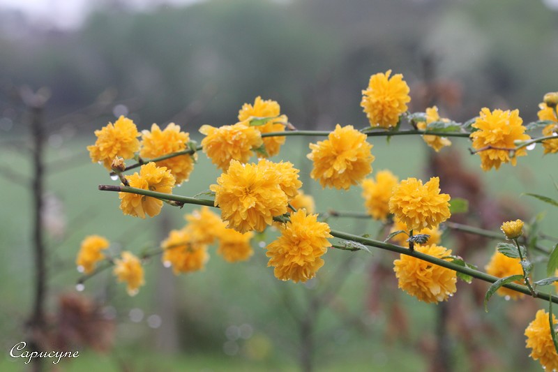 Arbuste fleurs jaunes printemps