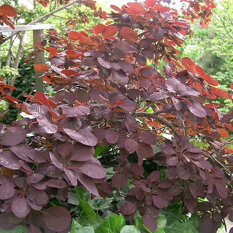 Arbuste de haie feuilles rouges