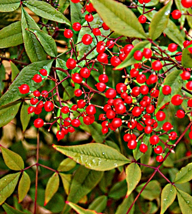 Arbuste boule rouge