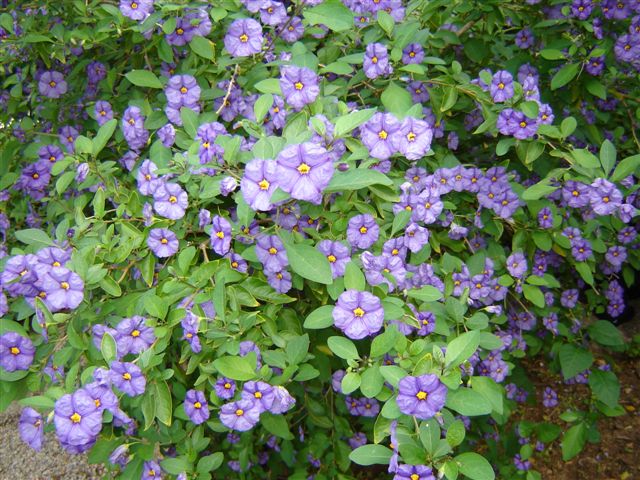 Arbuste a fleur bleue