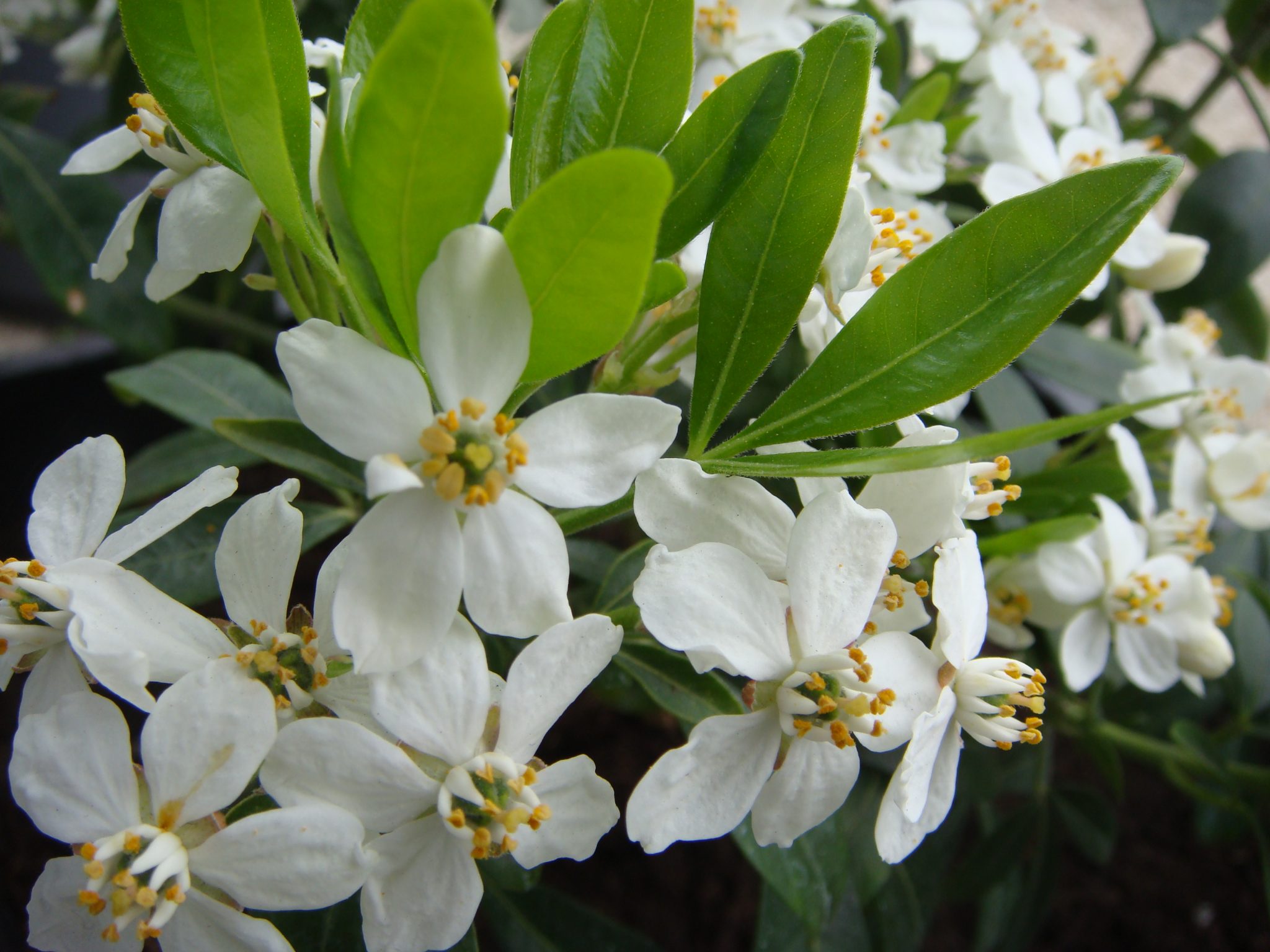 Plante a fleur persistante