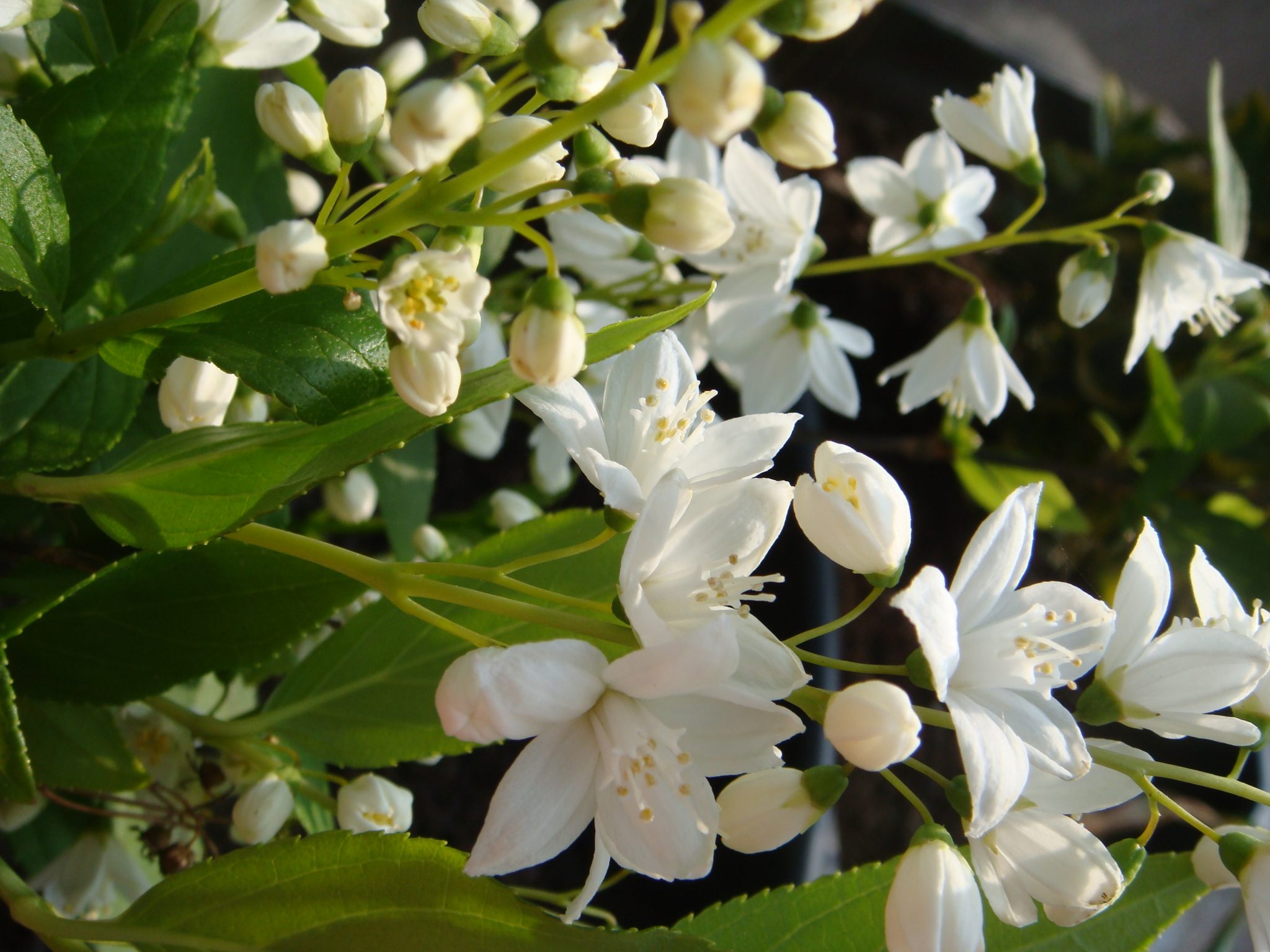 Arbustes persistants de plein soleil