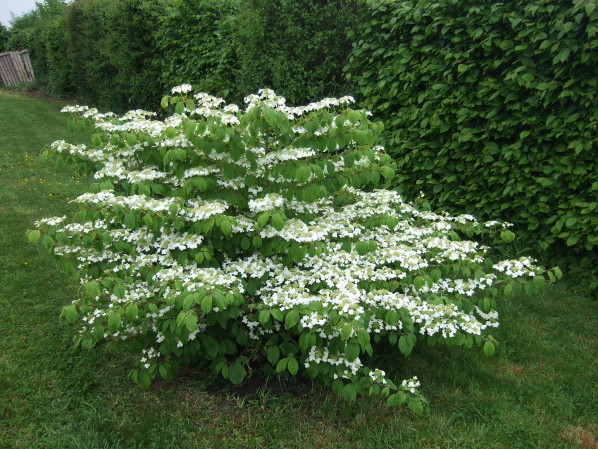 Arbuste fleurs blanches