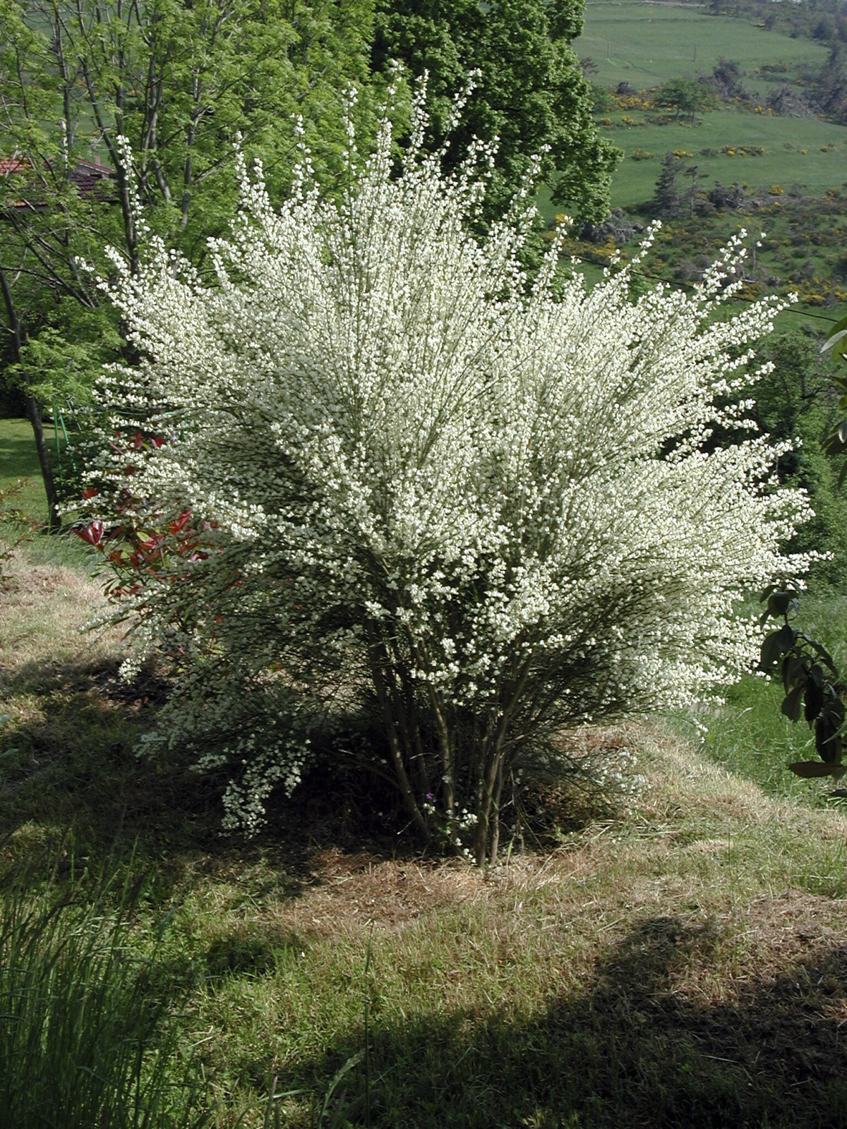 Arbre nain persistant