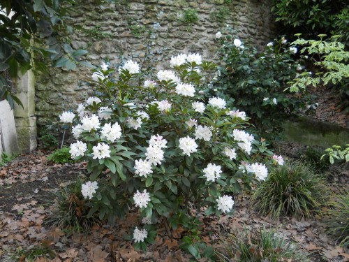 Arbuste à grosses fleurs blanches