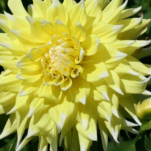 Prix dahlia