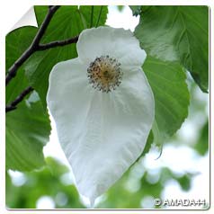 Arbre rare en france