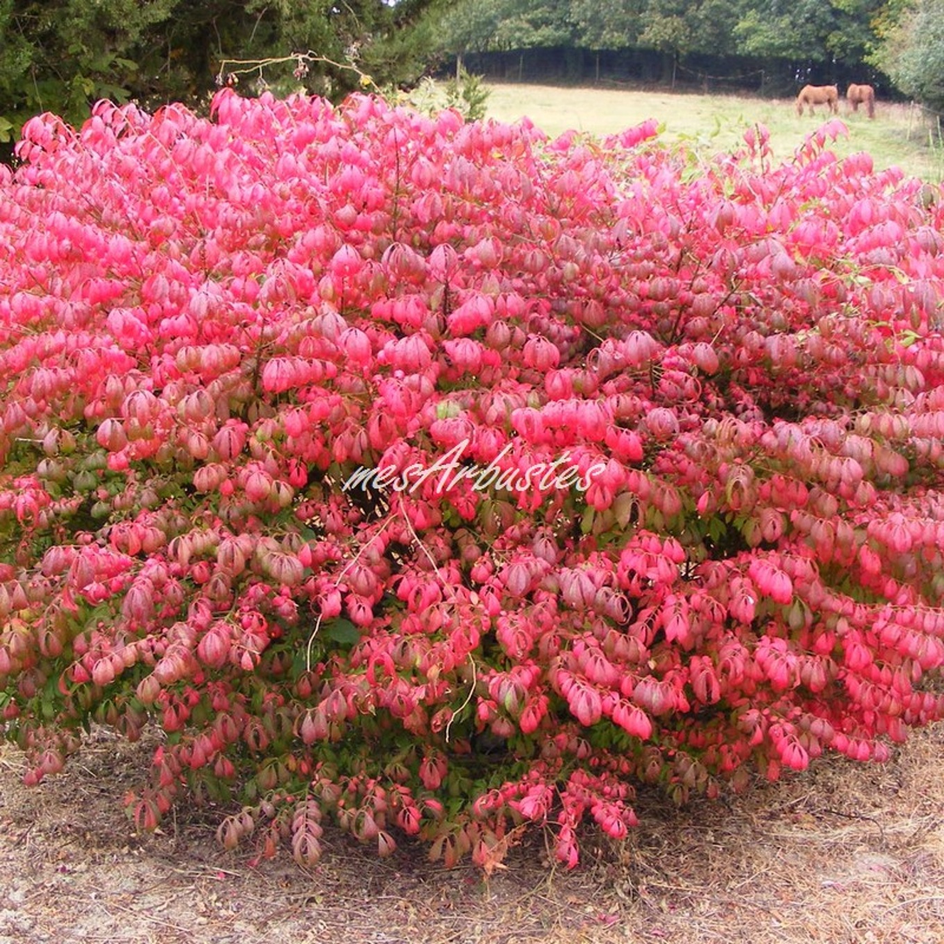 Arbustes persistants à fleurs croissance rapide