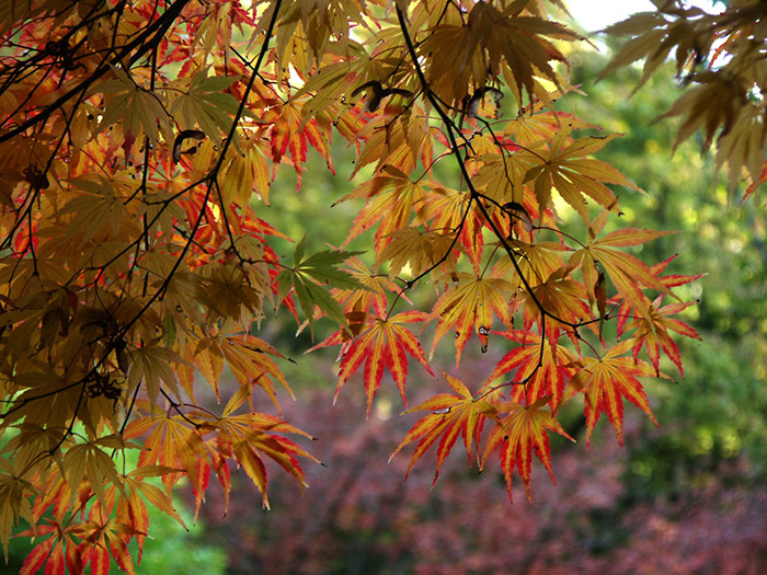 Pepiniere specialisee erable du japon