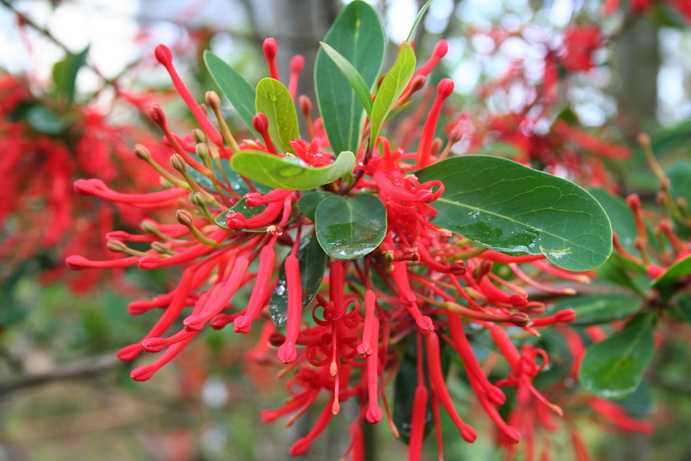 Arbuste fleur rouge printemps