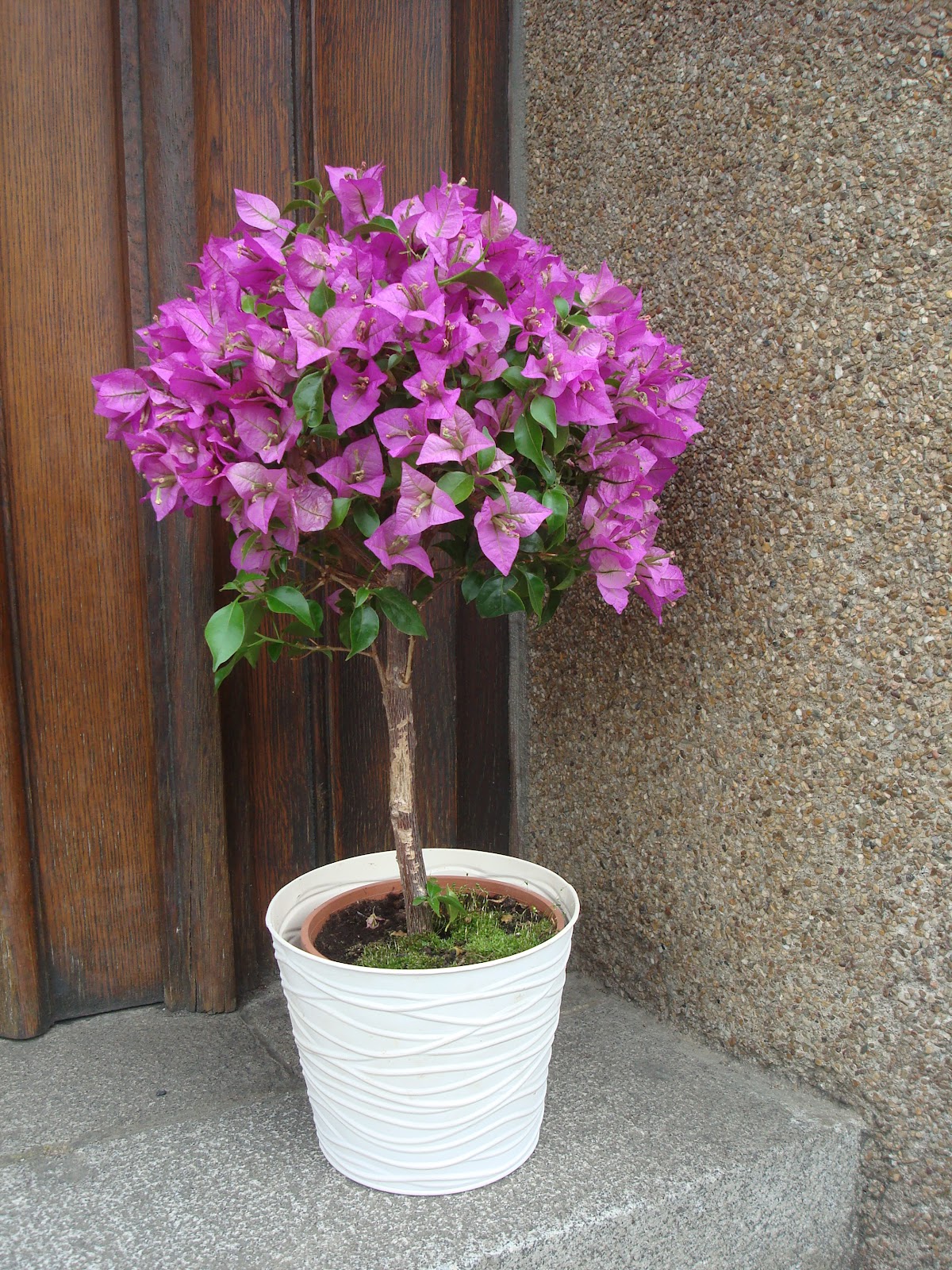 Arbuste exterieur pot