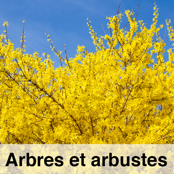 Arbres et arbustes