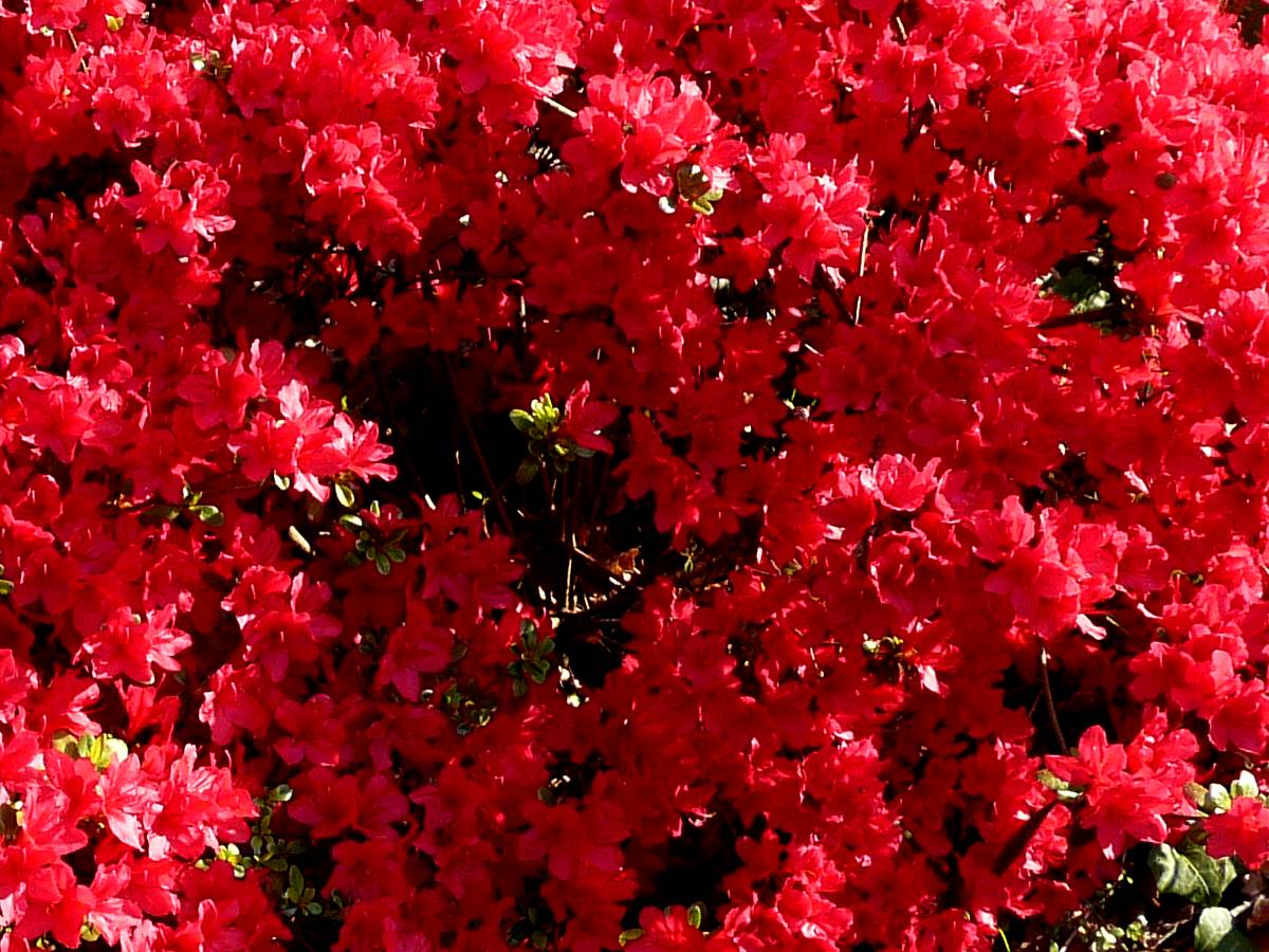 Arbuste feuillage persistant rouge