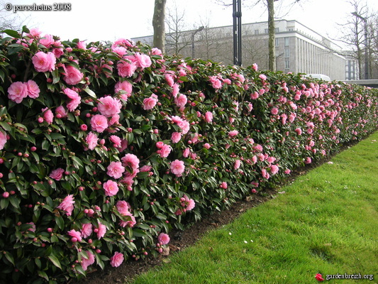 Haie fleurie persistant