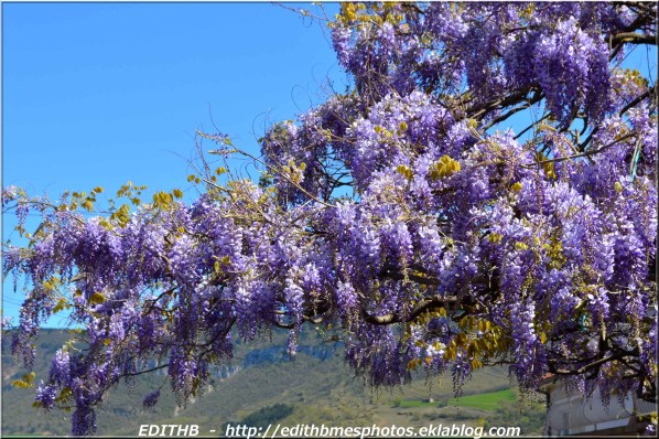 Arbre fleur violette