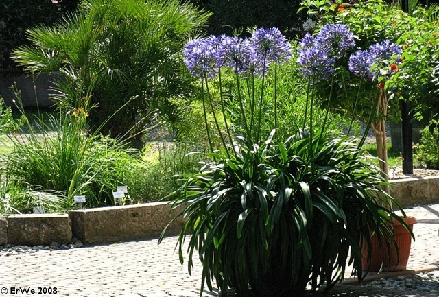 Arbuste feuillage persistant pour terrasse