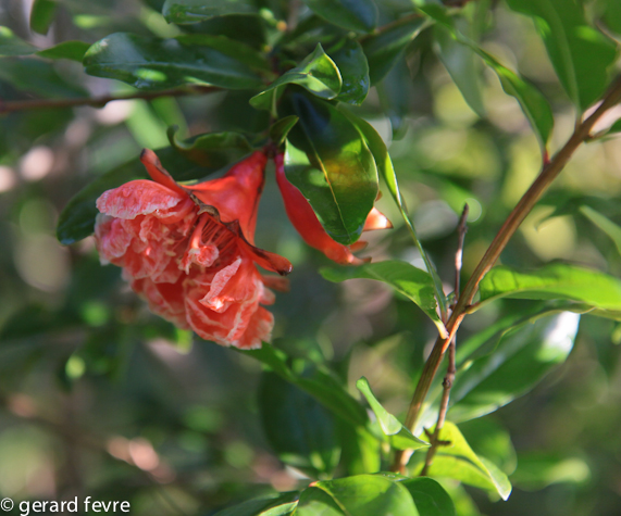 Arbuste fleuri rouge