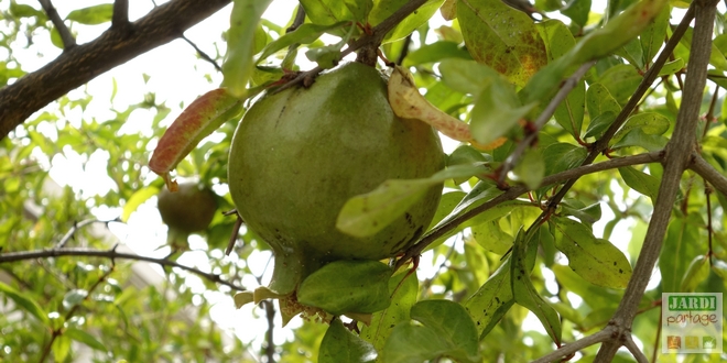 Arbre fruitier