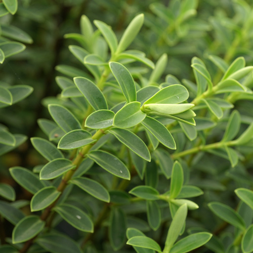 Plante verte avec fleur rouge