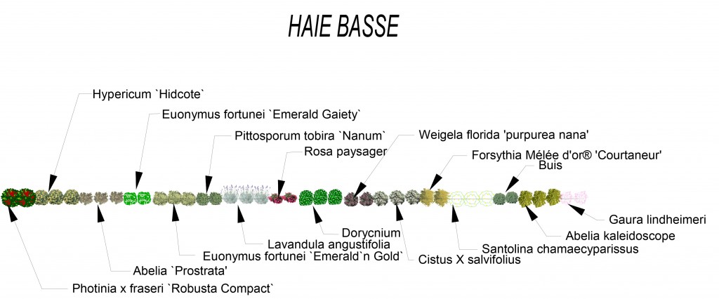 Haie fleurie basse