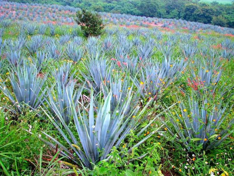 Plantes vivaces feuillage persistant