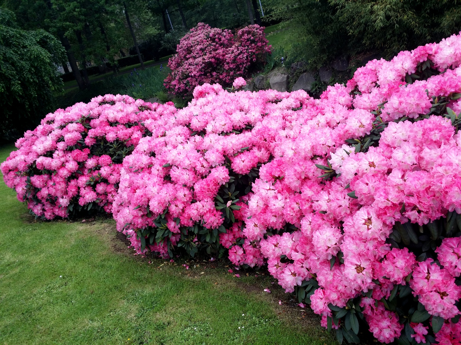 Arbustes fleurs bleues feuillage persistant