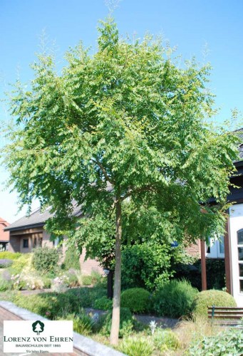 Arbre persistant petite taille