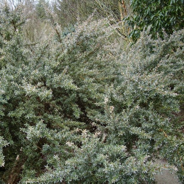 Arbres et arbustes persistants