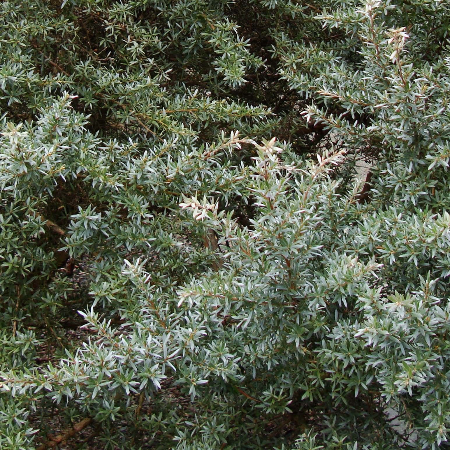 Arbuste persistant feuillage argenté