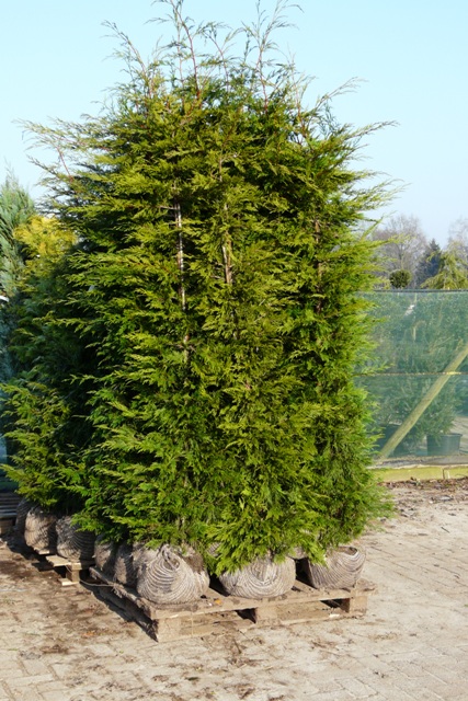 Vente arbre grande taille en ligne