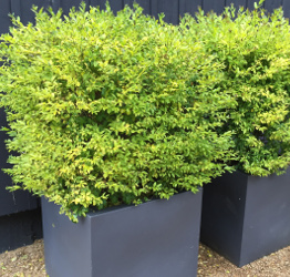 Arbuste en pot persistant