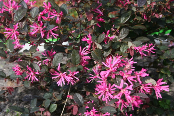 Arbuste persistant a fleurs roses