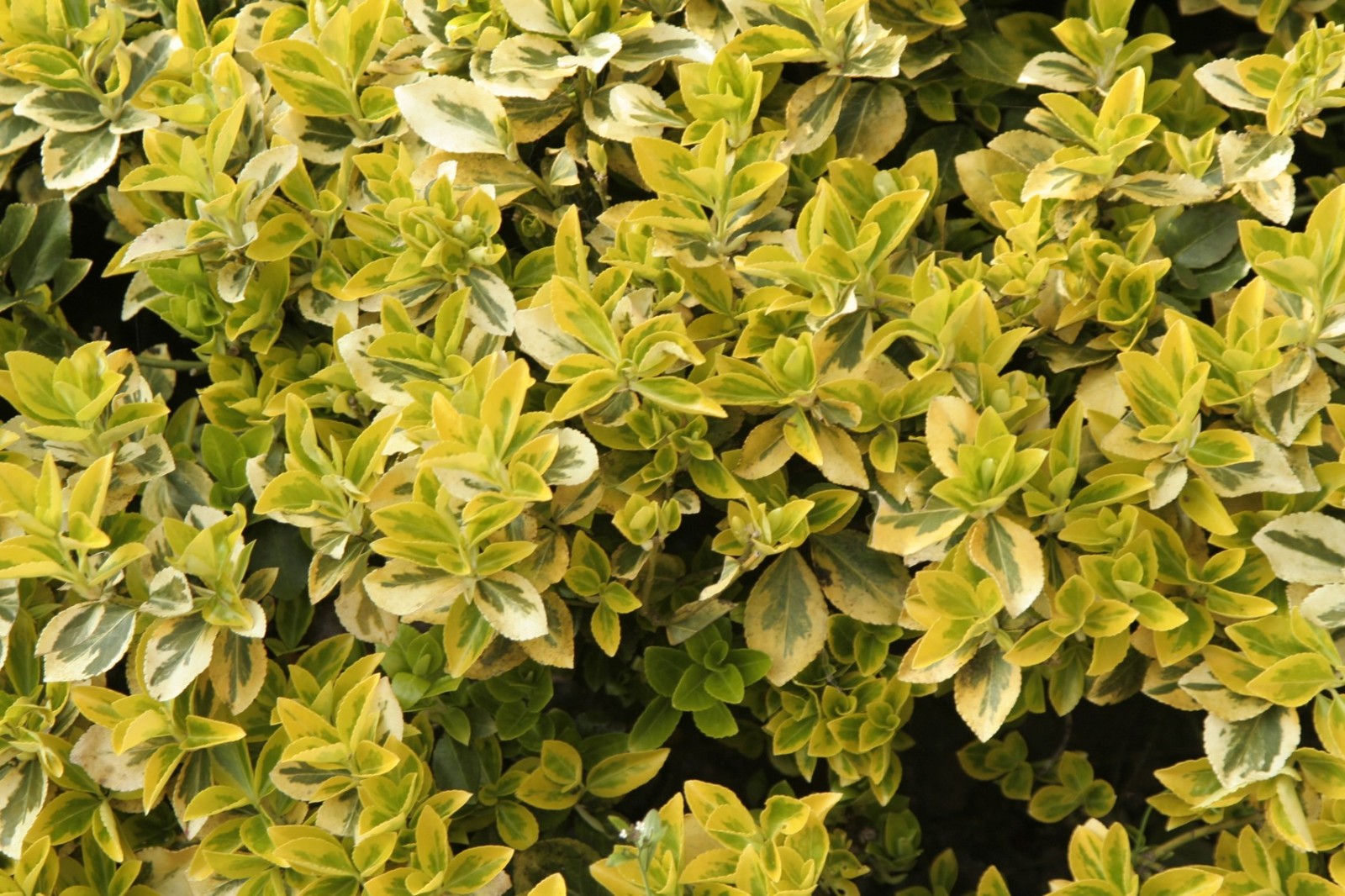 Arbuste feuillage jaune persistant