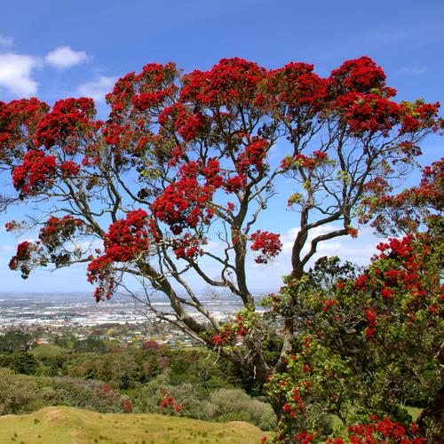 Petit arbre a fleur rouge