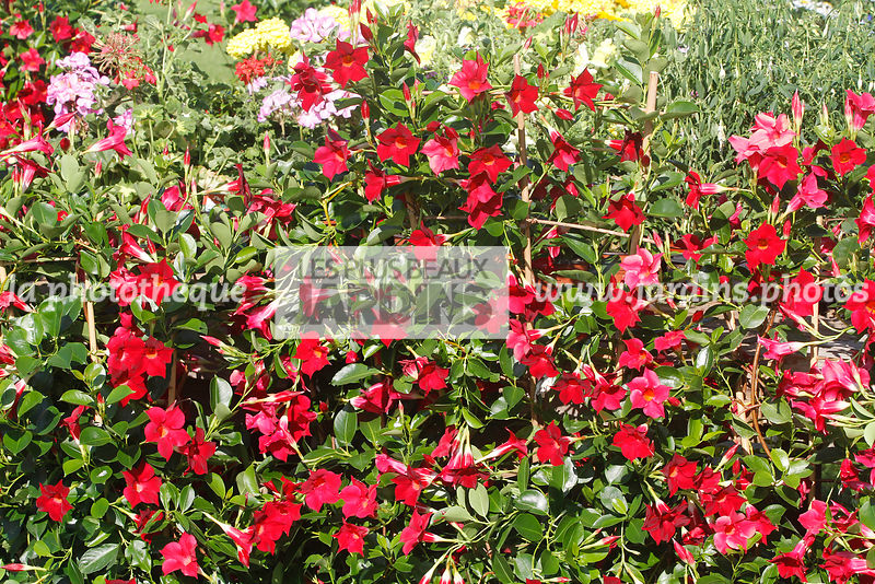 Arbuste persistant à fleurs rouges