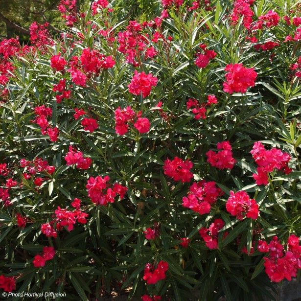 Arbuste persistant longue floraison