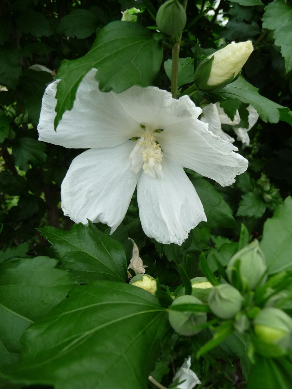 Arbuste a grosse fleur blanche