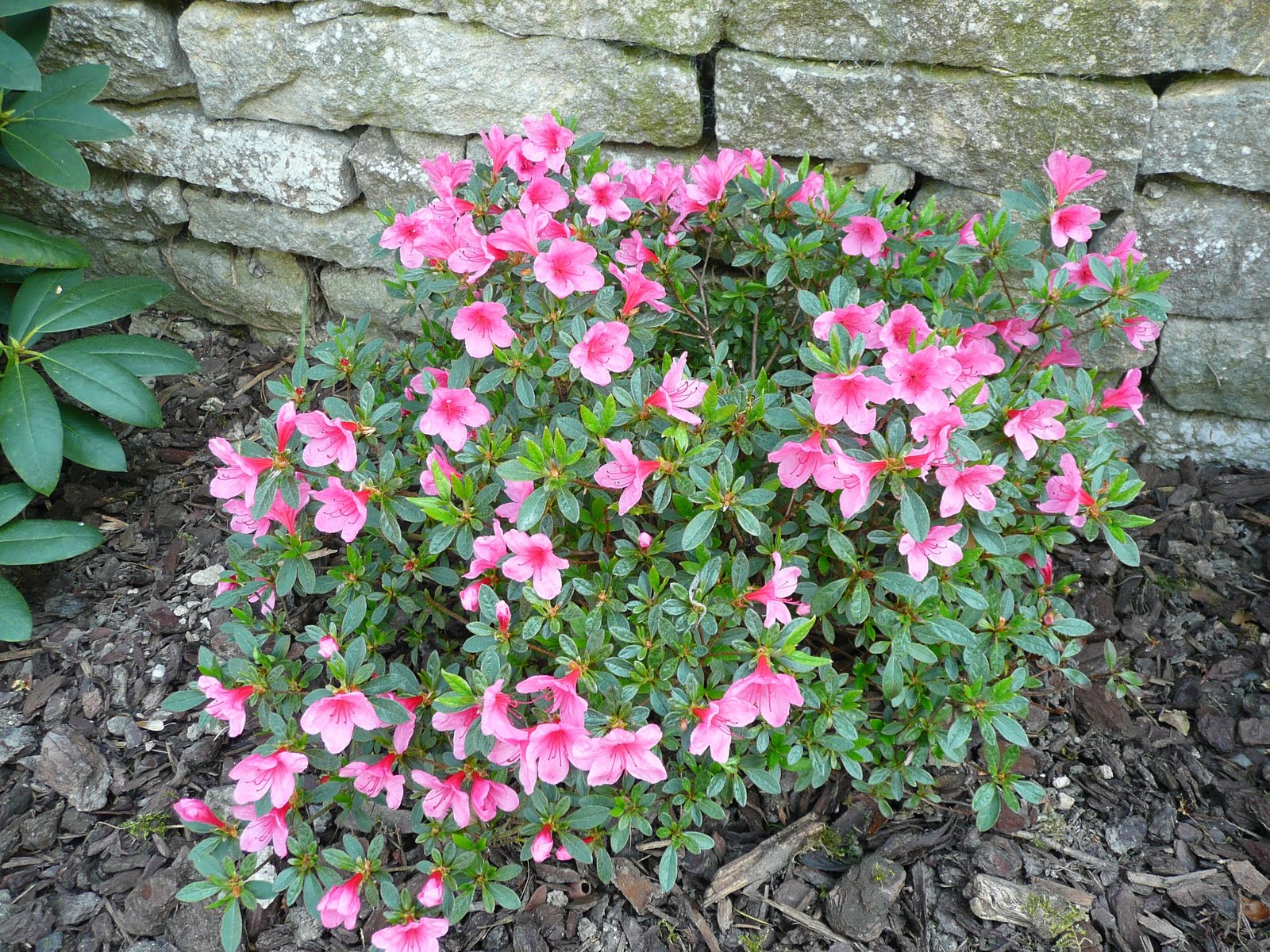 Petits arbustes fleuris