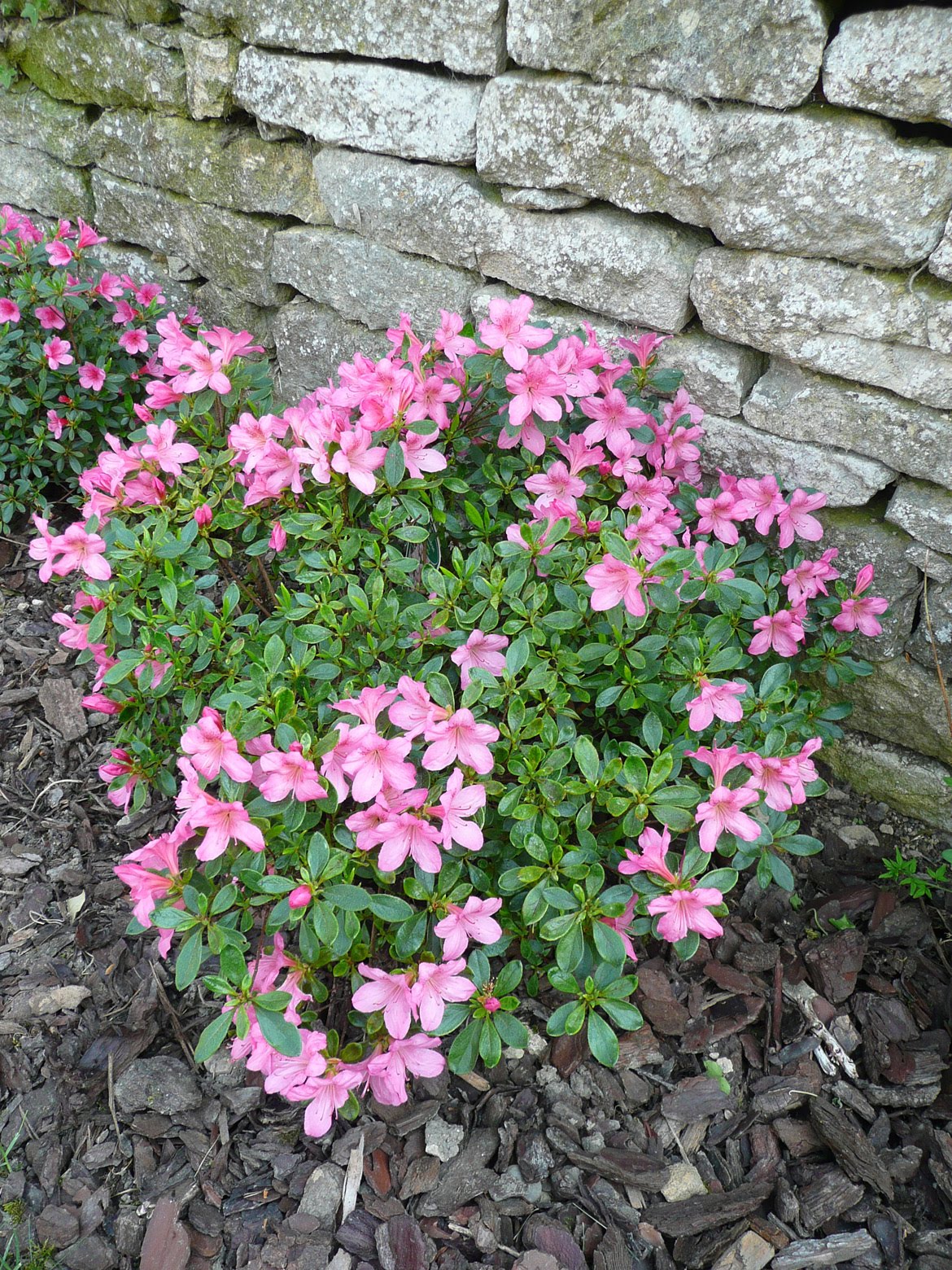 Arbuste avec petites fleurs roses